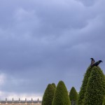 Crows of Versailles